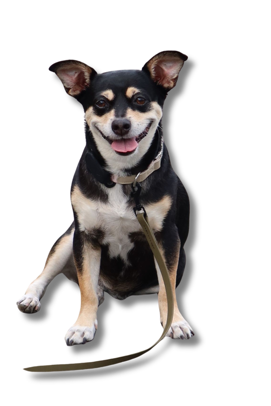workingcanineacademy.com